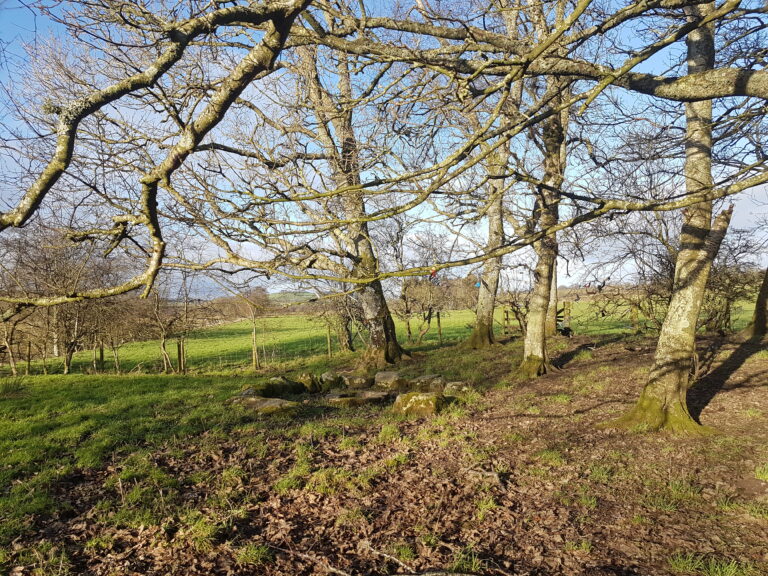 St Queran’s Well (Dumfries): pozo sagrado, rituales y tradición del clootie tree